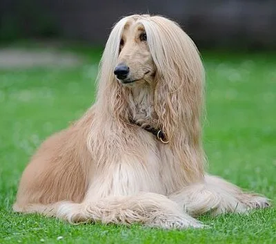 Afghan Hound - Large dog breed