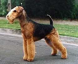 Airedale Terrier - Large dog breed