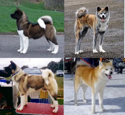Akita - Large dog breed