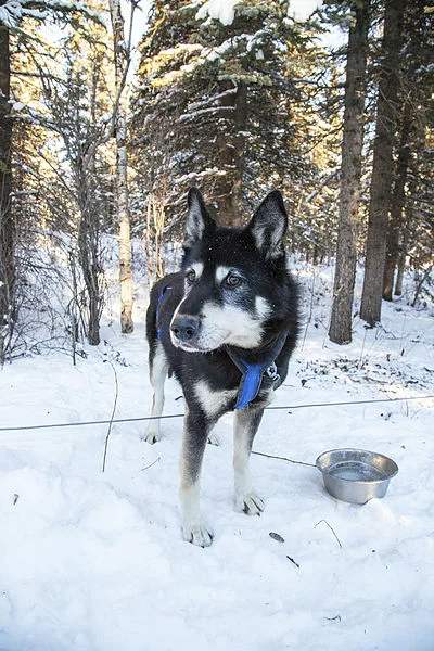 Alaskan Husky - Medium-Large dog breed