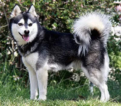 Alaskan Klee Kai - Small dog breed