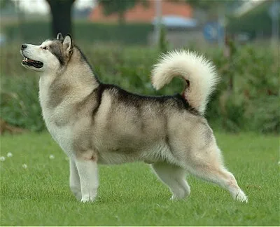Alaskan Malamute - Large dog breed