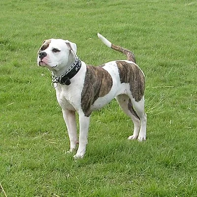American Bulldog - Large dog breed