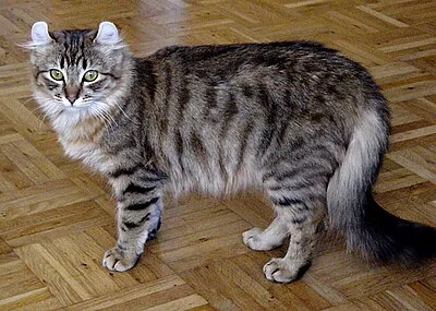 American Curl - Medium cat breed