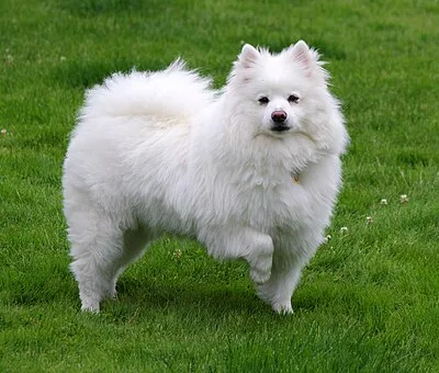 American Eskimo Dog - Small-Medium dog breed