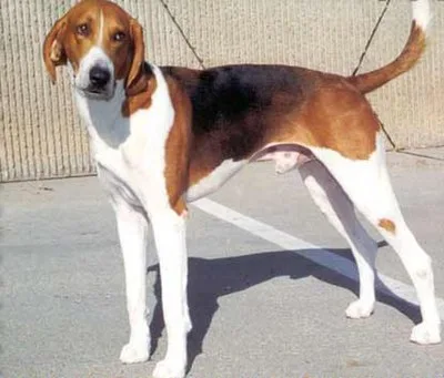 American Foxhound - Large dog breed