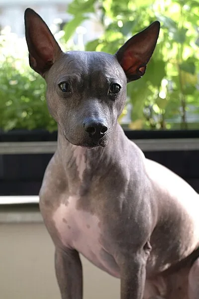 American Hairless Terrier - Small dog breed