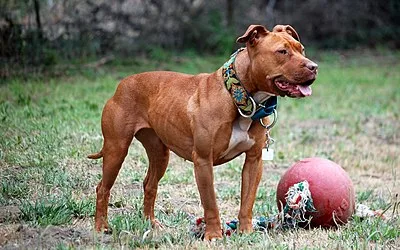 American Pit Bull Terrier - Medium-Large dog breed