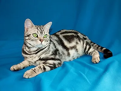 American Shorthair - Medium-Large cat breed