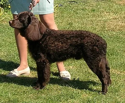 American Water Spaniel - Medium dog breed