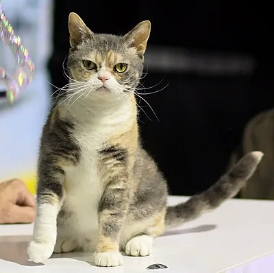 American Wirehair - Medium cat breed