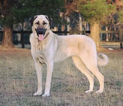Anatolian Shepherd Dog - Giant dog breed