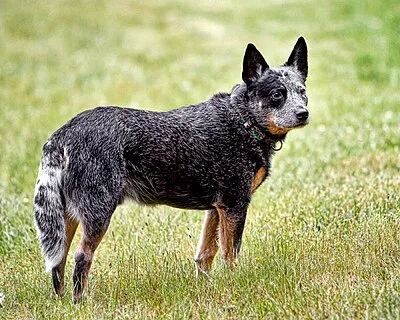 Australian Cattle Dog - Medium dog breed