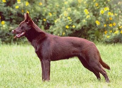 Australian Kelpie - Medium dog breed
