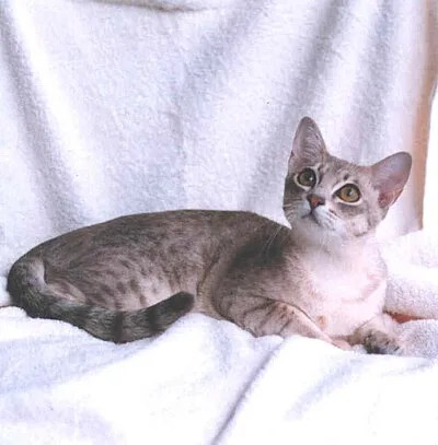 Australian Mist - Medium cat breed