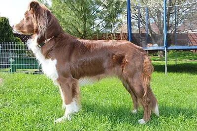 Australian Shepherd - Medium-Large dog breed