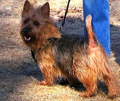 Australian Terrier - Small dog breed