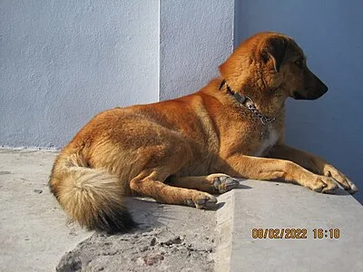 Bakharwal Dog - Large dog breed