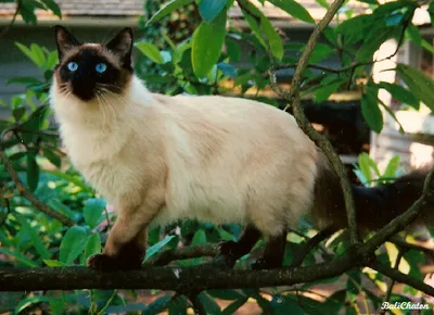 Balinese - Medium cat breed