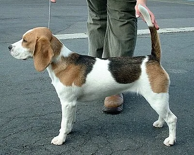 Beagle - Small-Medium dog breed
