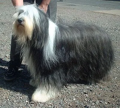 Bearded Collie - Medium dog breed