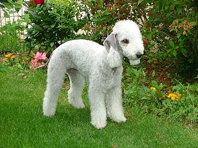 Bedlington Terrier - Small-Medium dog breed
