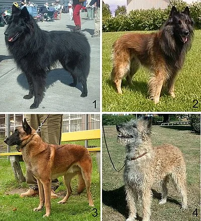 Belgian Tervuren - Large dog breed