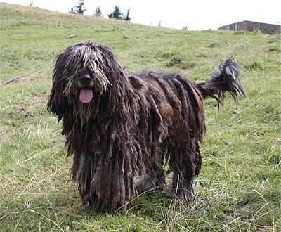 Bergamasco Sheepdog - Medium-Large dog breed
