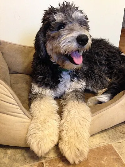 Bernedoodle - Medium-Large dog breed