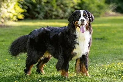 Bernese Mountain Dog - Large-Giant dog breed