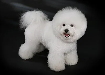 Bichon Frise - Small dog breed