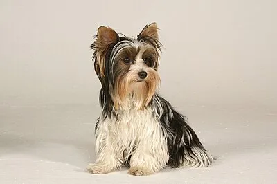 Biewer Terrier - Toy dog breed