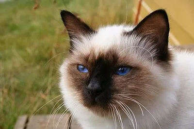 Birman - Medium-Large cat breed