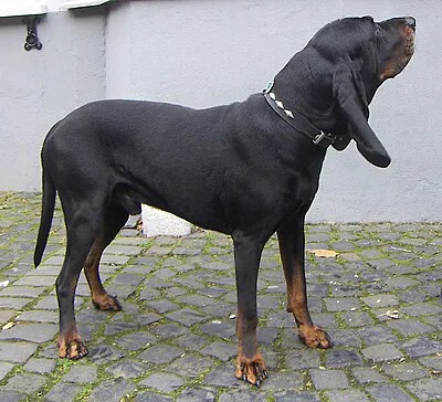 Black and Tan Coonhound - Large dog breed