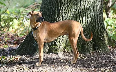 Black Mouth Cur - Medium-Large dog breed