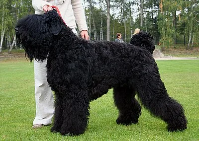 Black Russian Terrier - Large dog breed