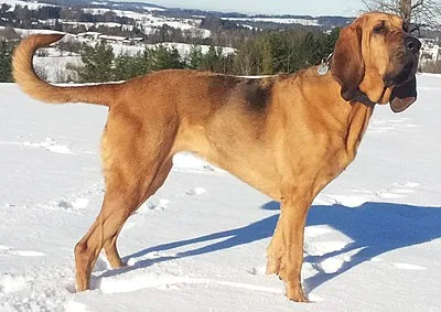Bloodhound - Large dog breed