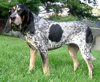 Bluetick Coonhound - Large dog breed