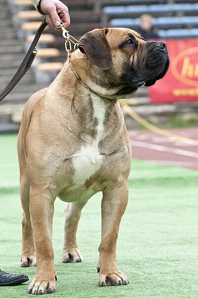 Boerboel - Giant dog breed