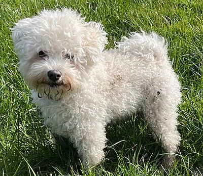 Bolognese - Small dog breed