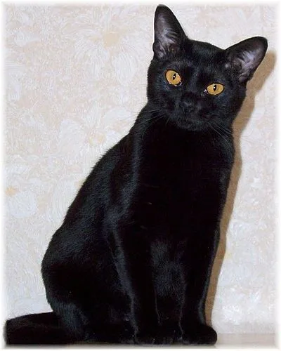 Bombay - Medium cat breed