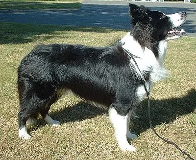 Border Collie - Medium dog breed