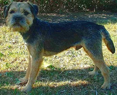 Border Terrier - Small dog breed