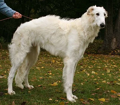 Borzoi - Large dog breed