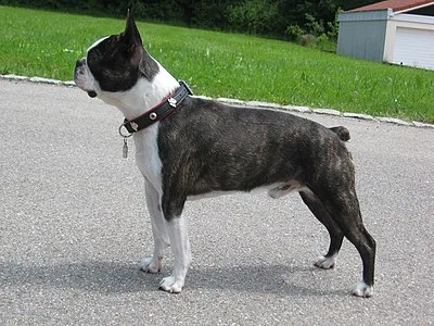 Boston Terrier - Small dog breed