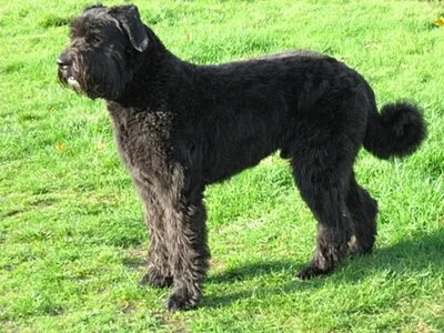 Bouvier des Flandres - Large dog breed