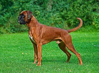 Boxer - Large dog breed