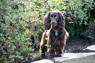 Boykin Spaniel - Medium dog breed