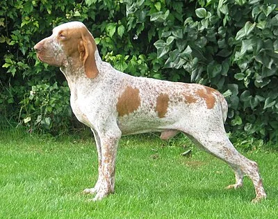 Bracco Italiano - Large dog breed