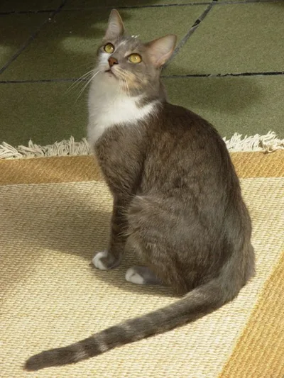 Brazilian Shorthair - Medium cat breed